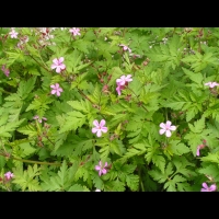 Tradescantia x Andersoniana Rubra (fam. Commelinacees) (2)